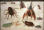 Jan Van Kessel, Spiders and insects